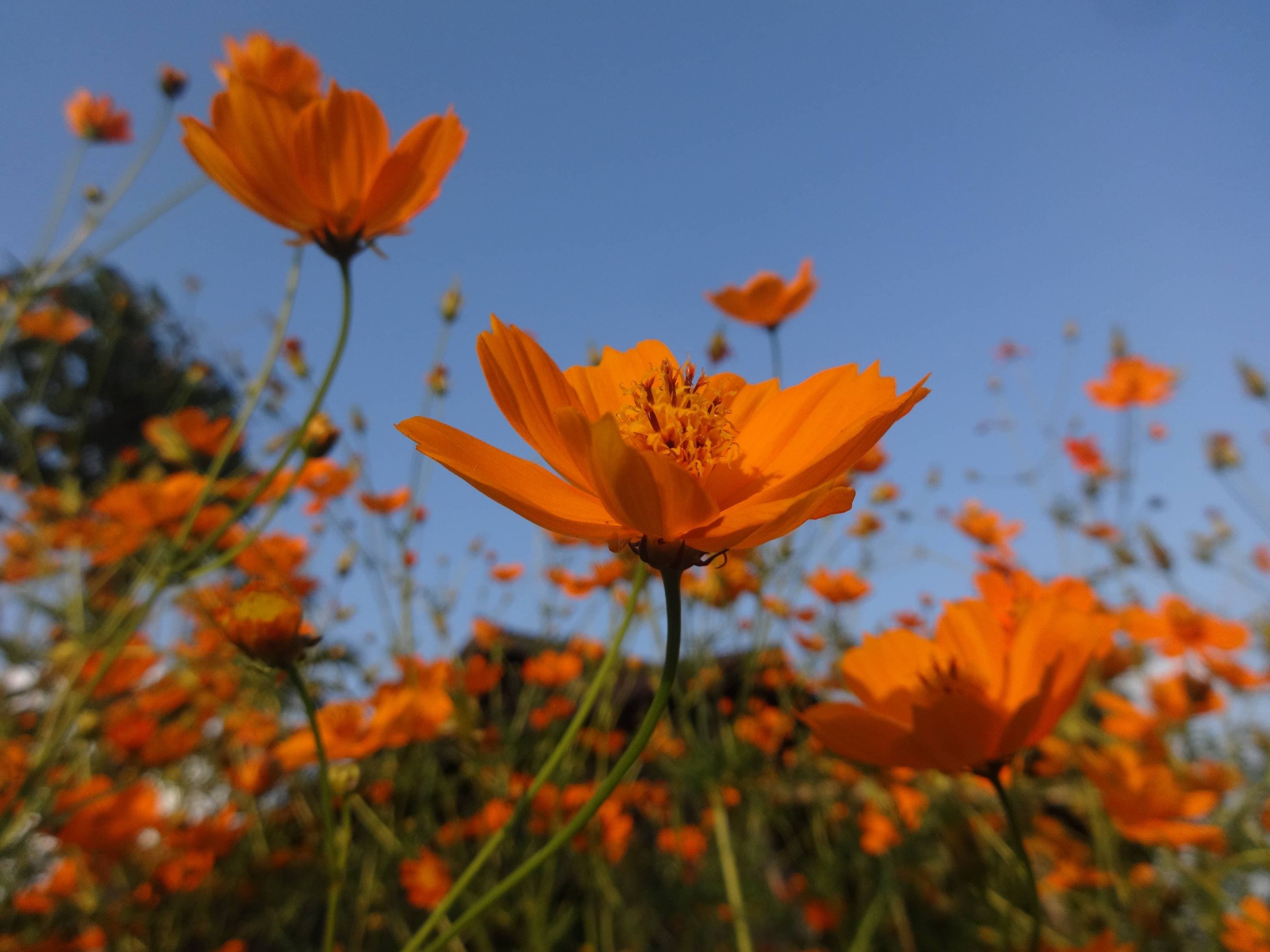 SHILLONG-TRAVEL-GUIDE-3-1