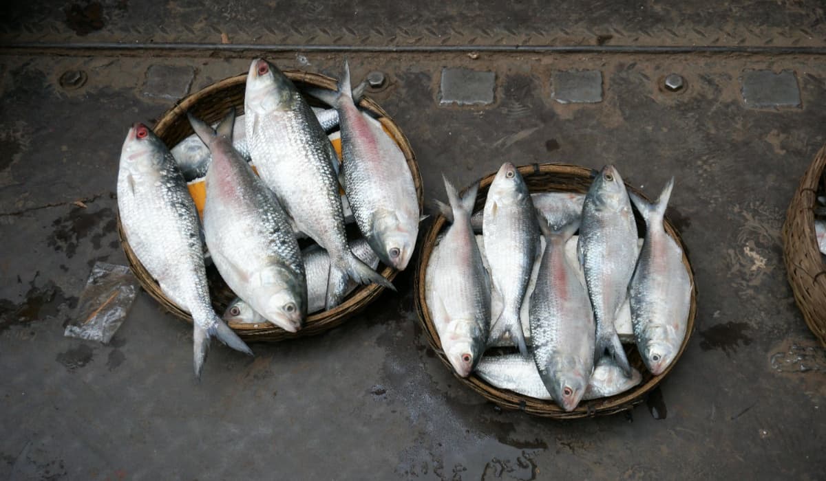 Sundarban Ilish Utsav 2025 – Celebrate The Hilsa Festival (1)