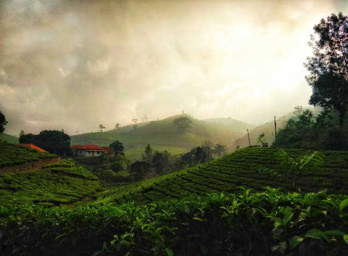 Munnar Monsoon Guide