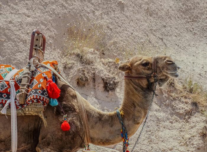 The Pushkar Fair 2025