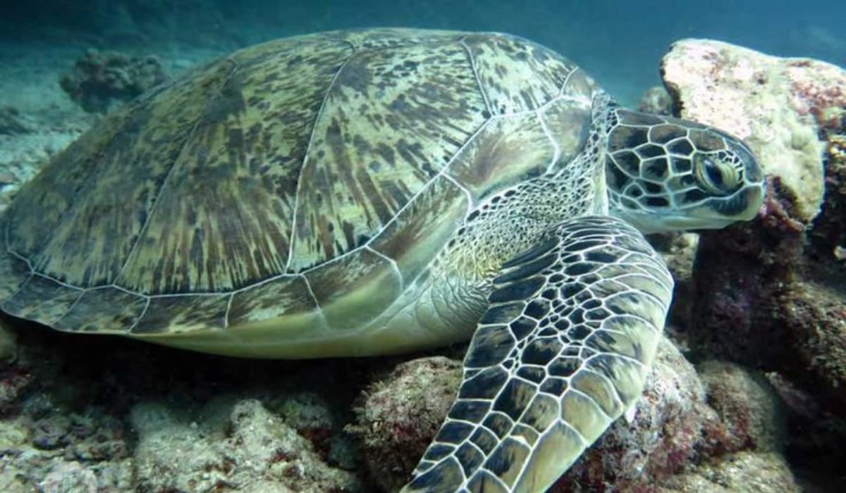 Turtle_1