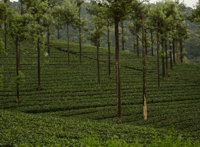 Valparai in South India