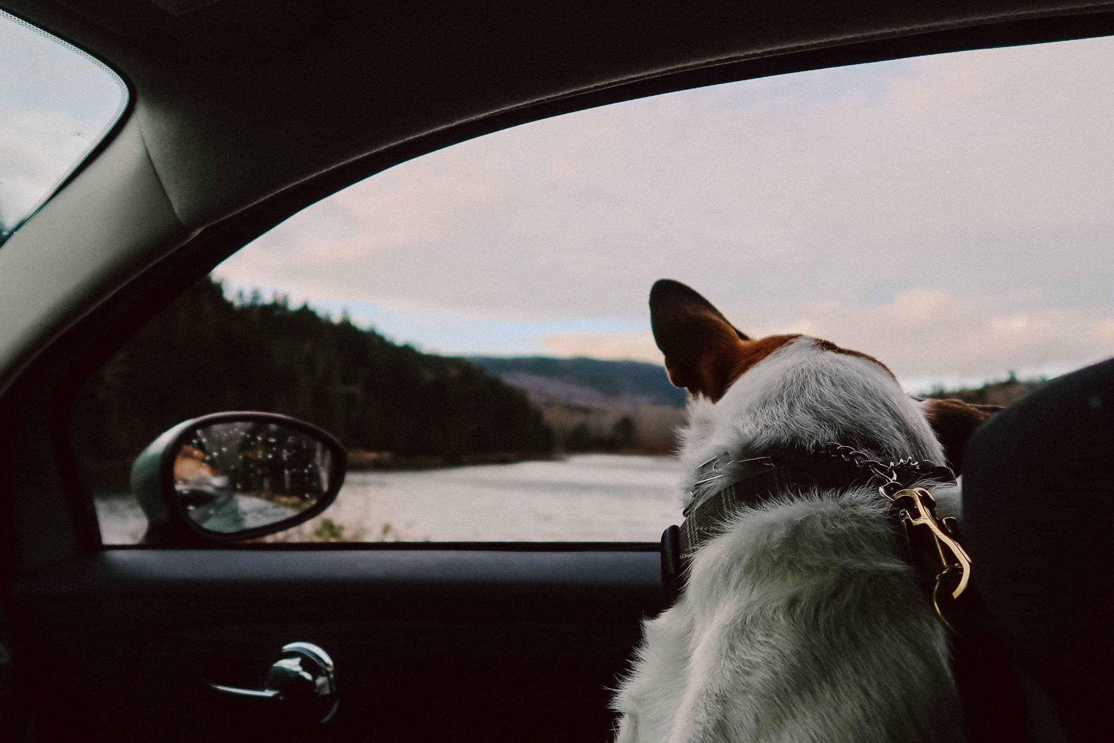 a-guide-to-traveling-with-your-dog-1