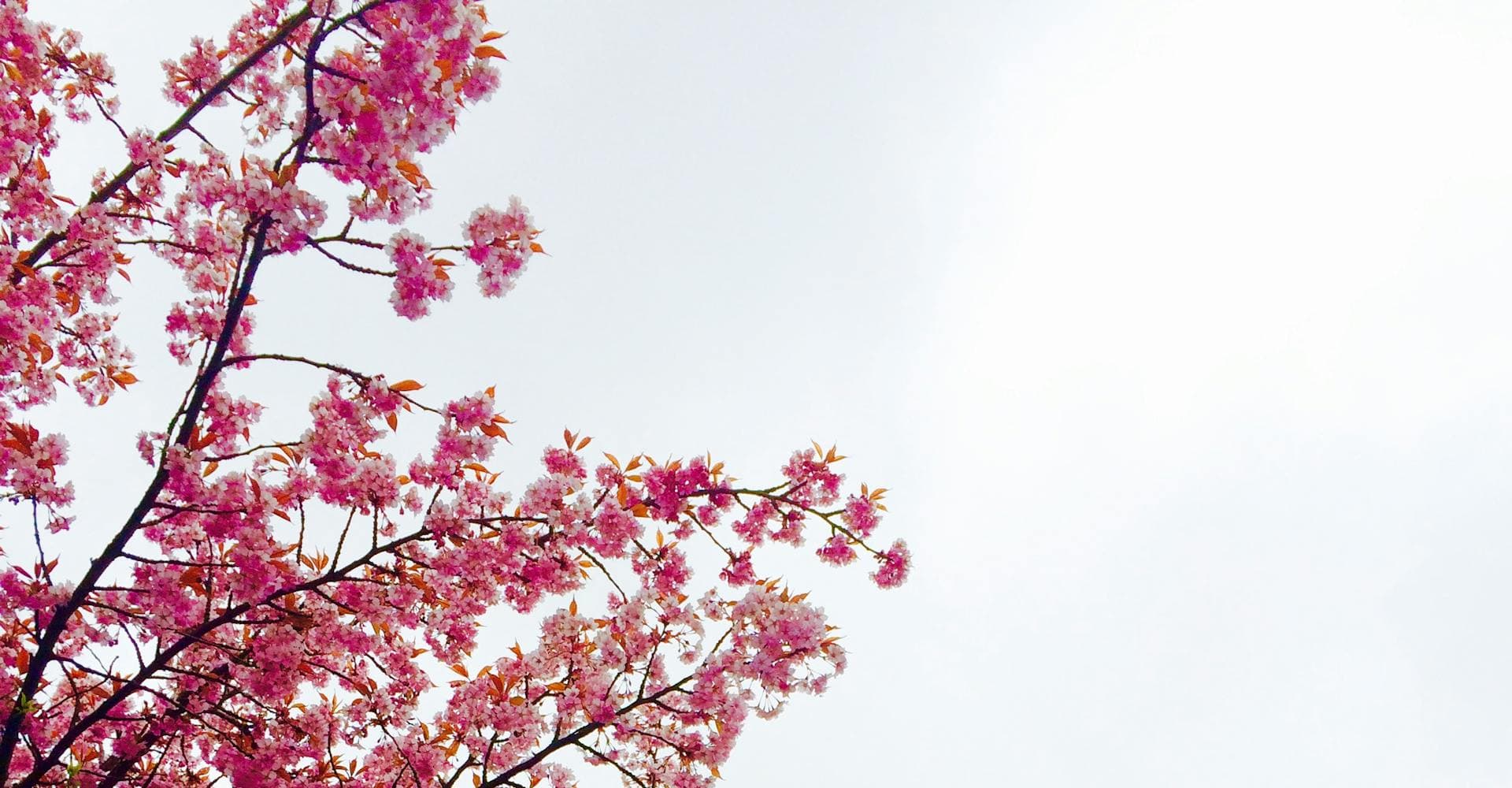 apricot blossom festival