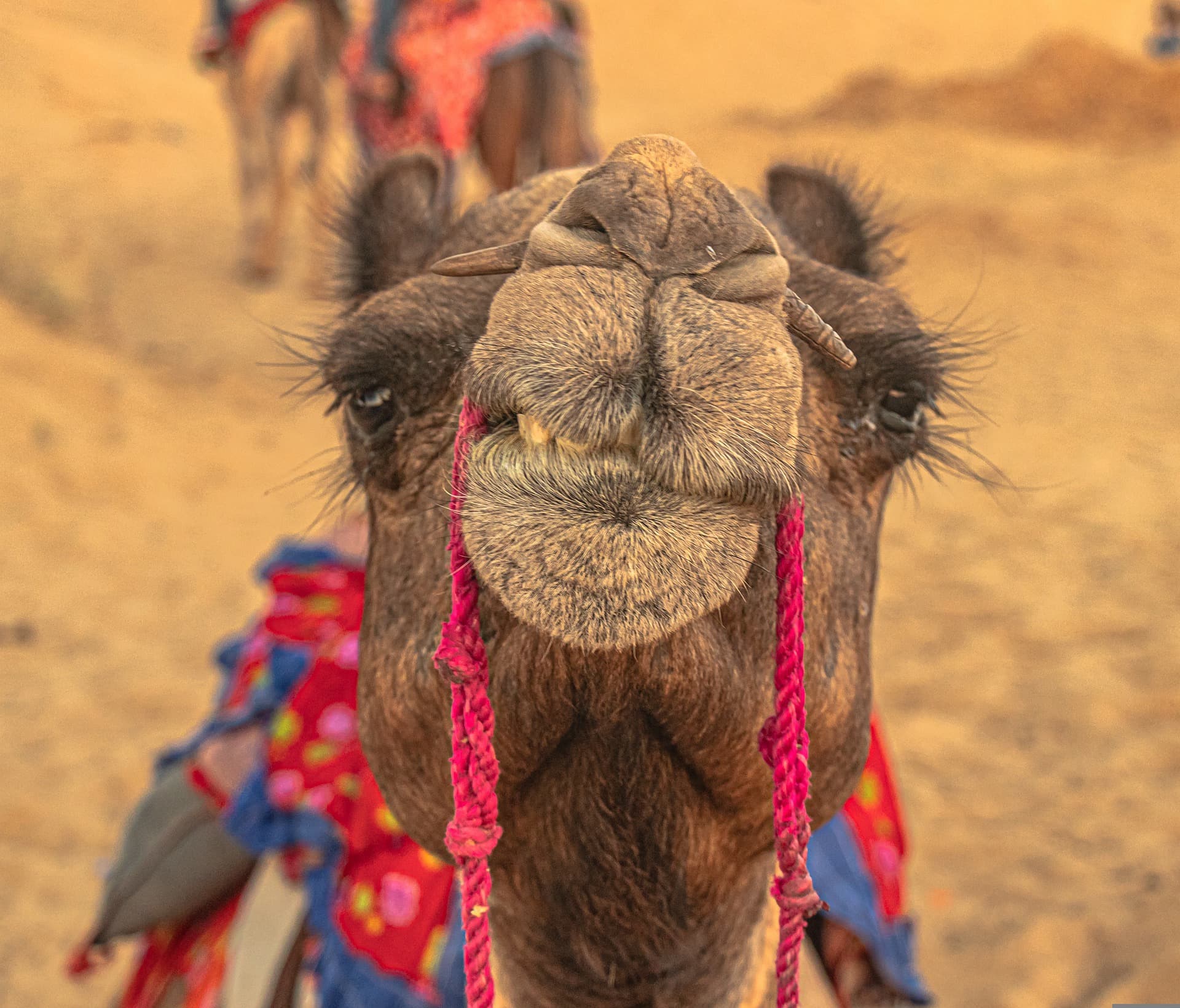 best-restaurants-and-cafes-in-pushkar