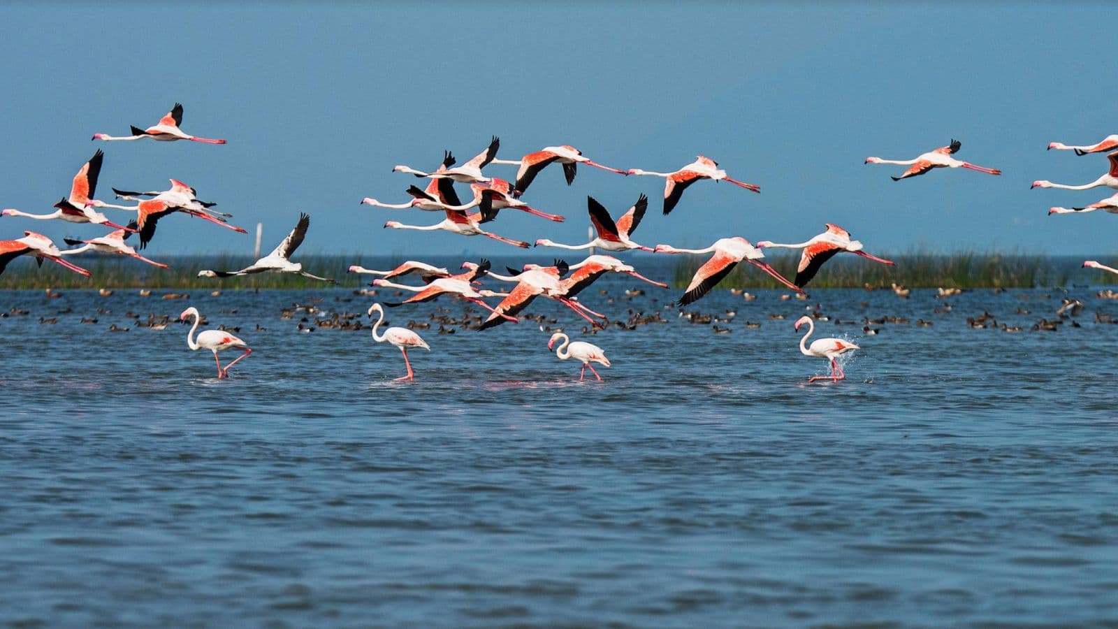 chilika lake