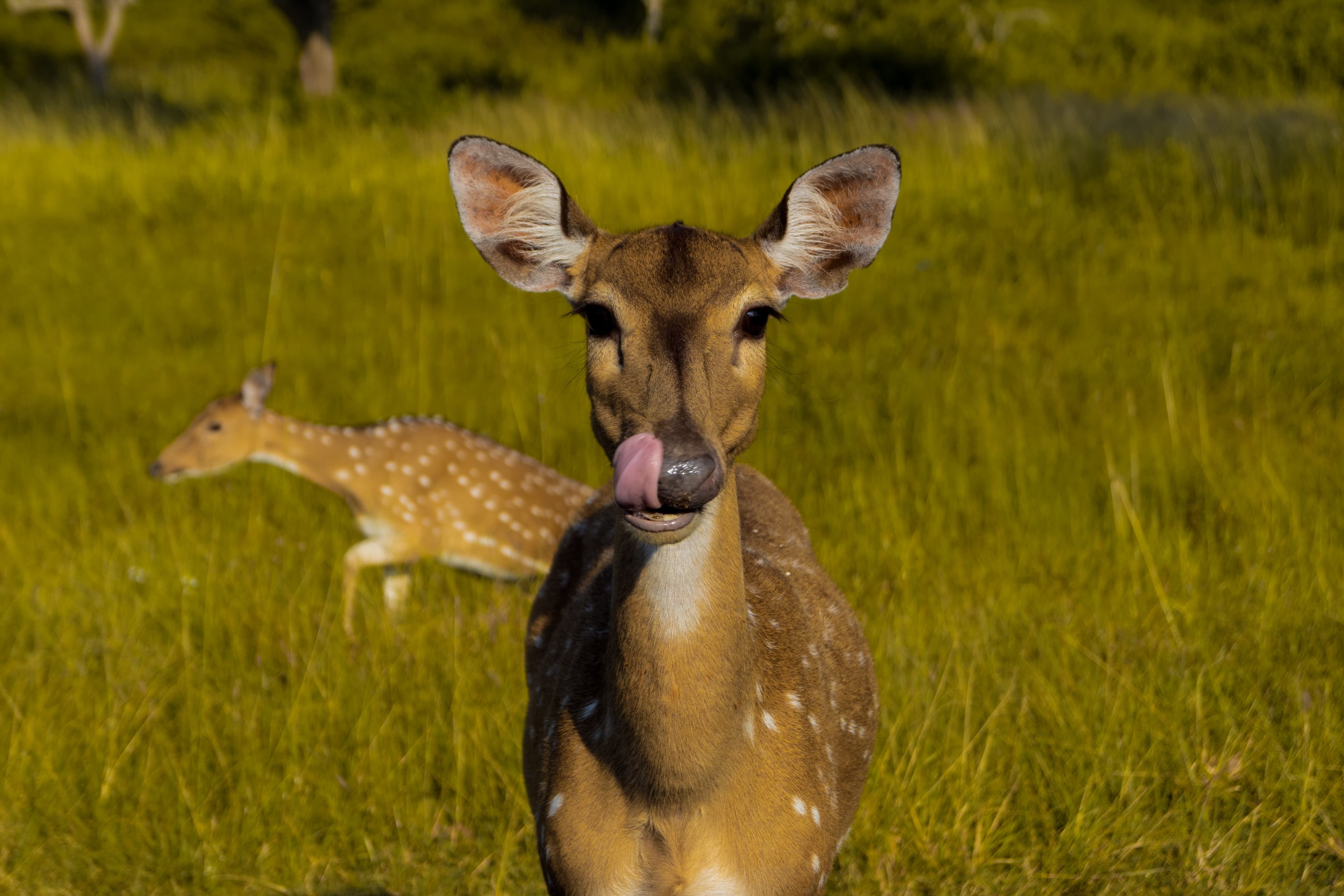 deer