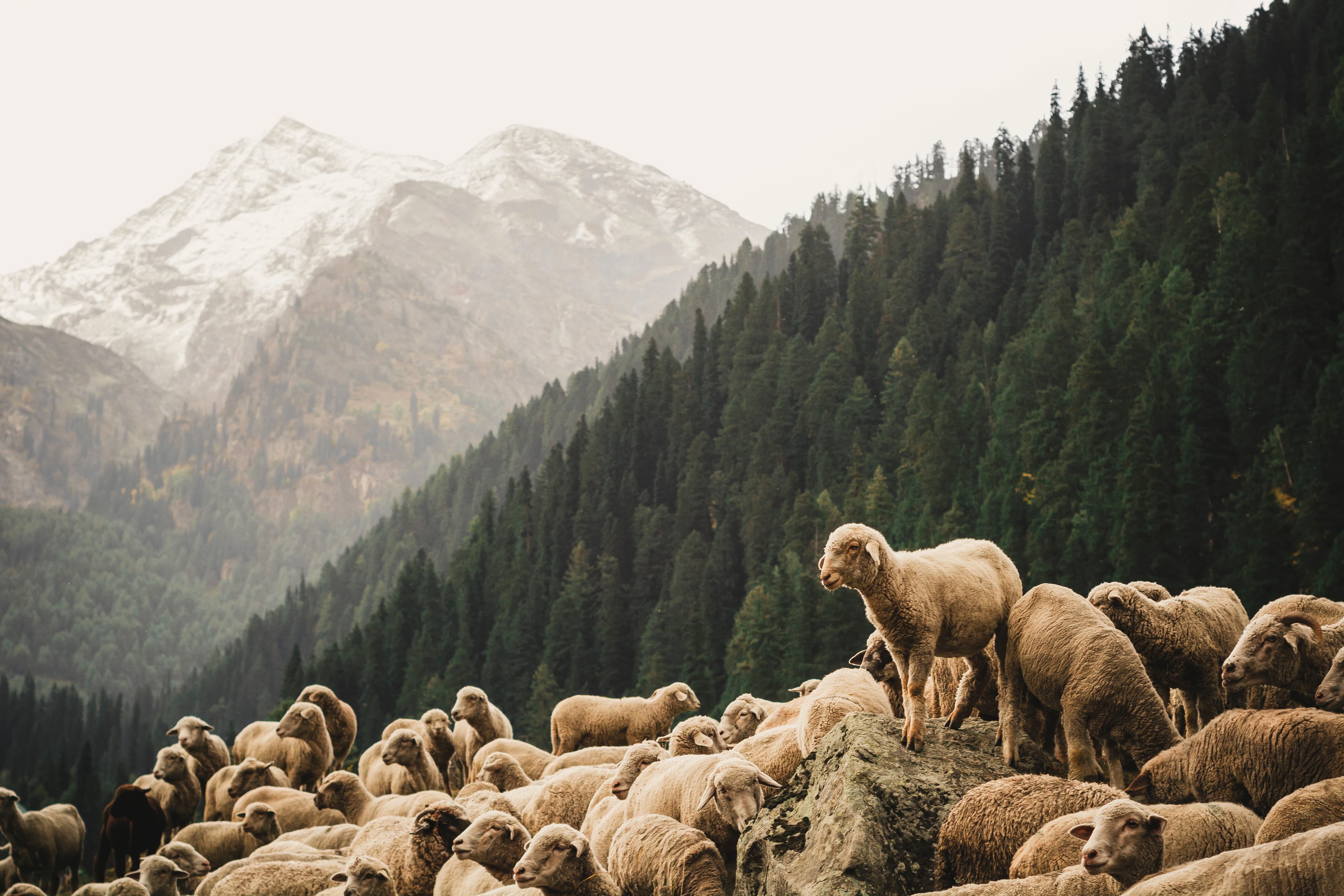dibya-jyoti-ghosh-AgxNjvE8KTE-unsplash-Pahalgam-Kashmir