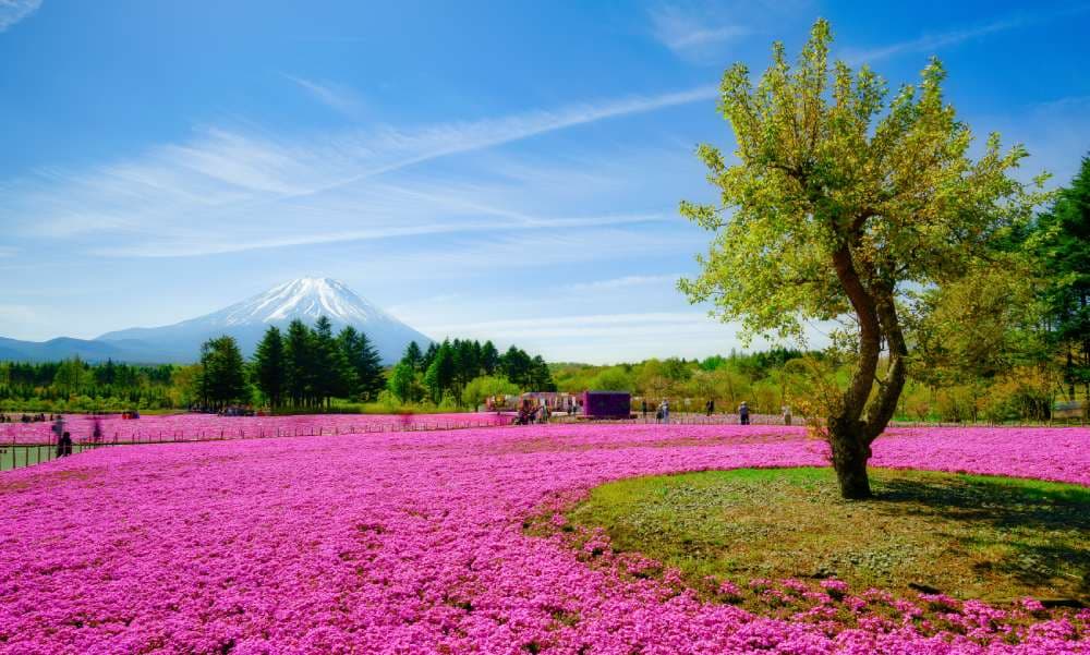 fuji shibazakura