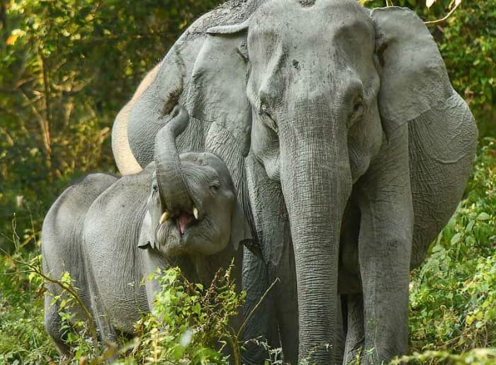 Jeep safari in Kaziranga National Park