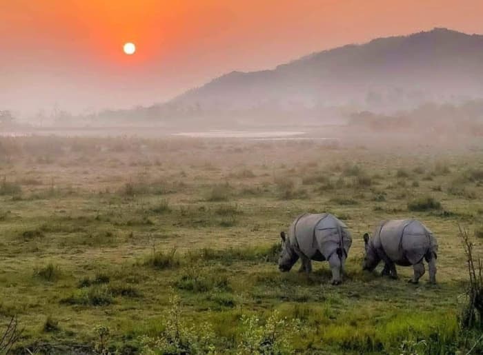 Jeep safari in Kaziranga National Park