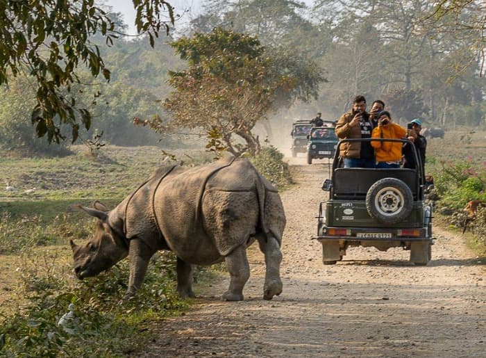 Jeep safari in Kaziranga National Park