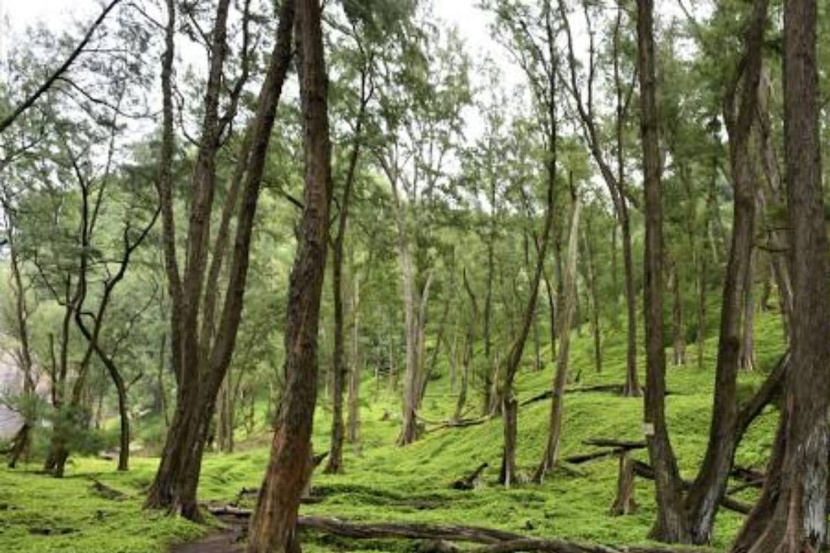 kona forest