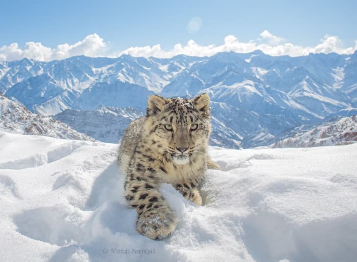 Open-back vehicle used for the guided snow leopard safari in Ladakh