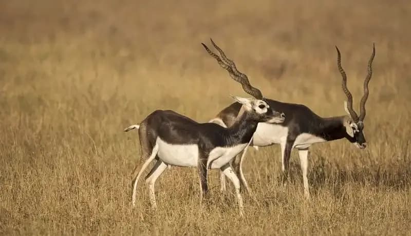 madhav-national-park