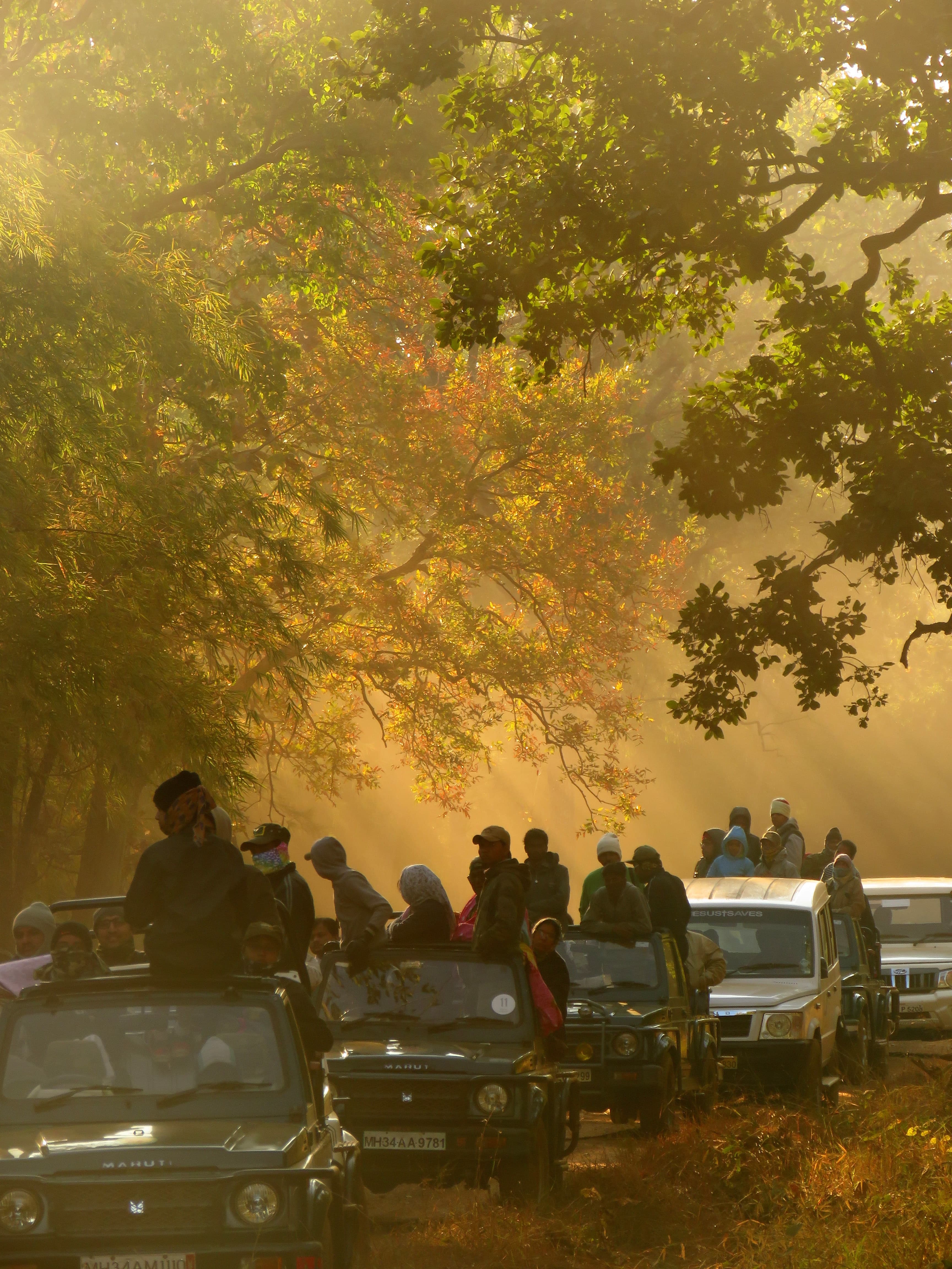 namrata-shah-V8Zfnv5YdzQ-unsplash-Tadoba-Maharashtra