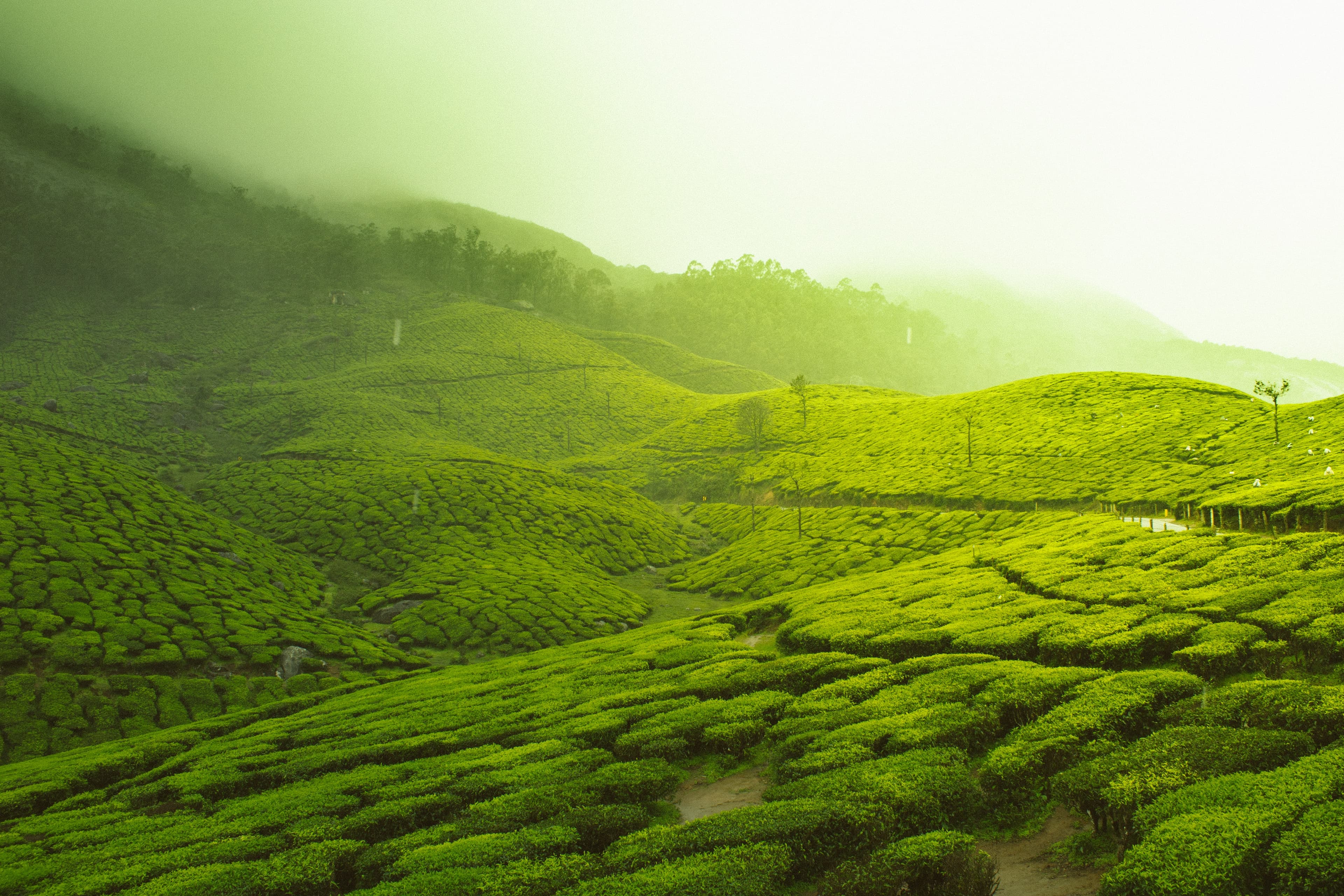 ooty-1