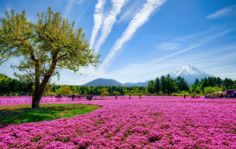 shibazakura fuji