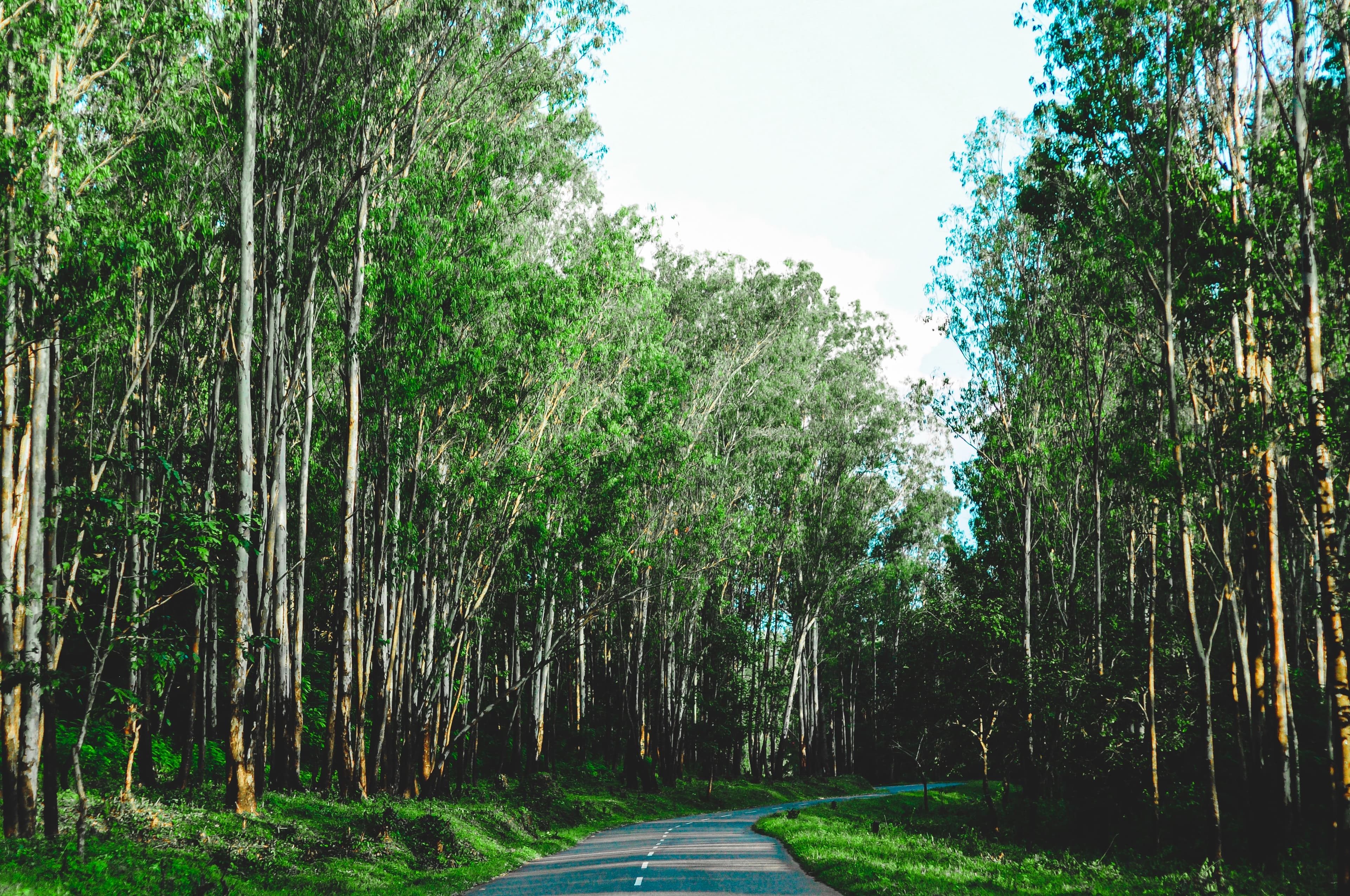 yadu-krishnan-k-s-t_mEjjikgyQ-unsplash
