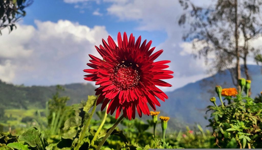 Sikkim Becomes India's First Fully Organic State
