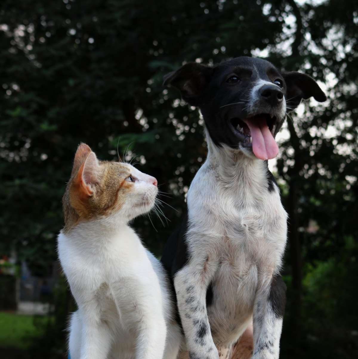 Baby Woofs And Meows