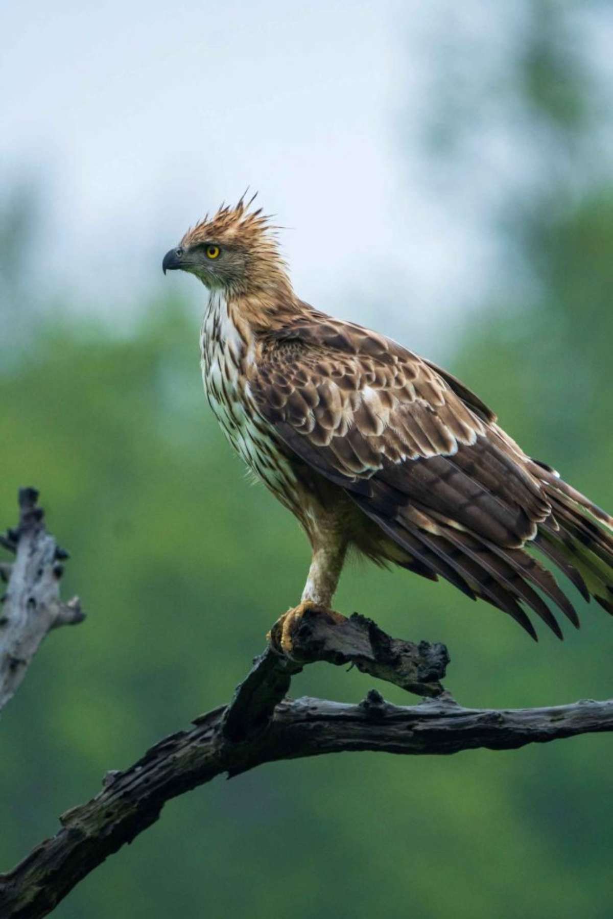 Bandhavgarh National Park, Madhya Pradesh