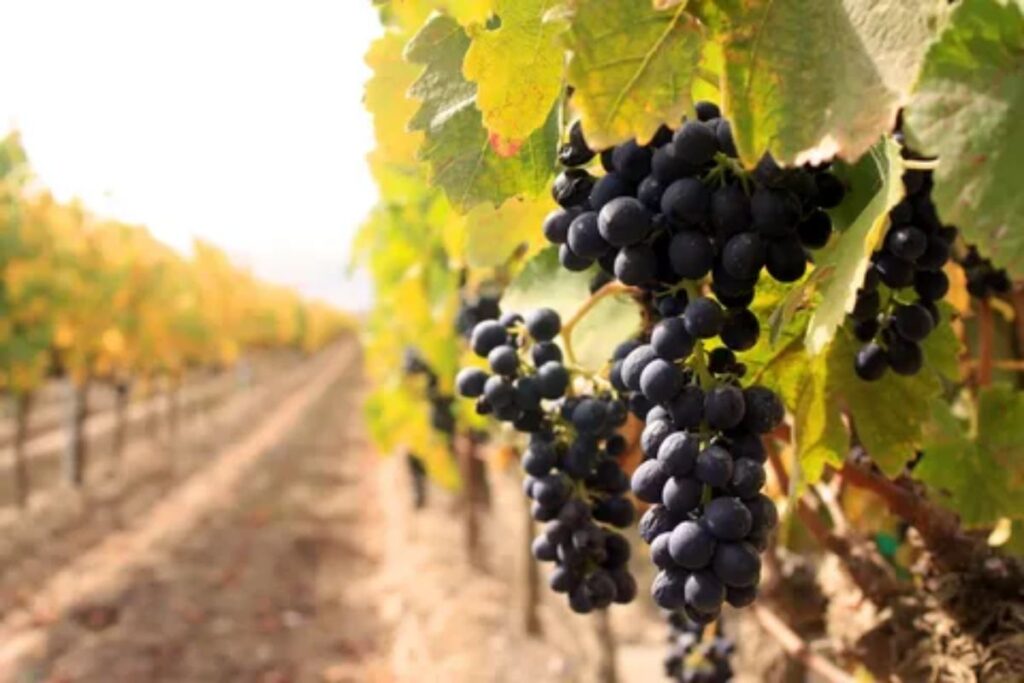 Vineyards In India