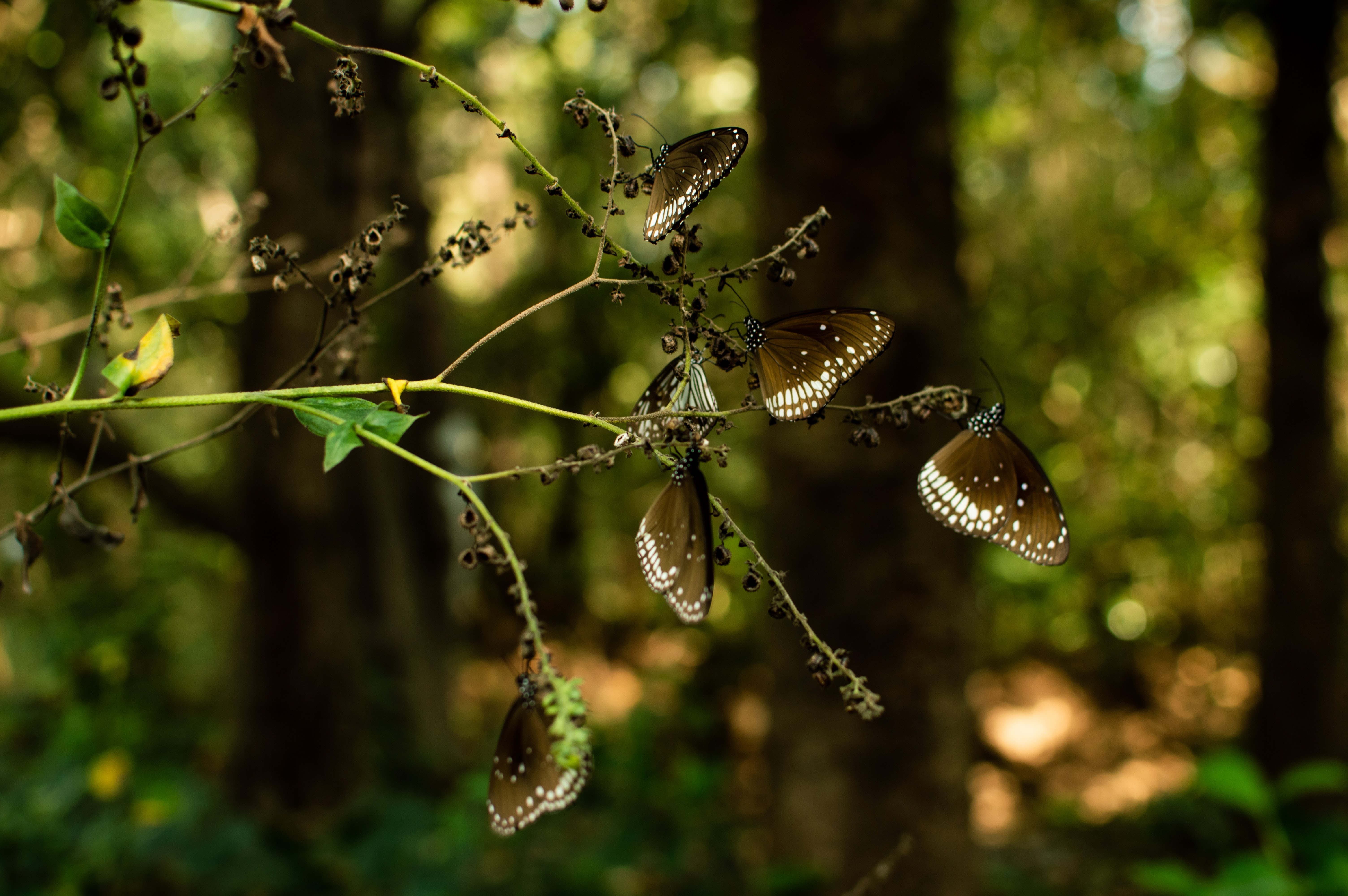7 Things To Do In Dandeli