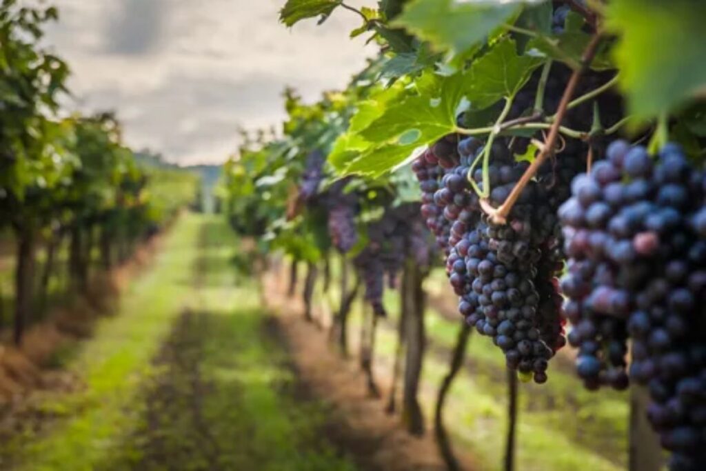 Vineyards In India