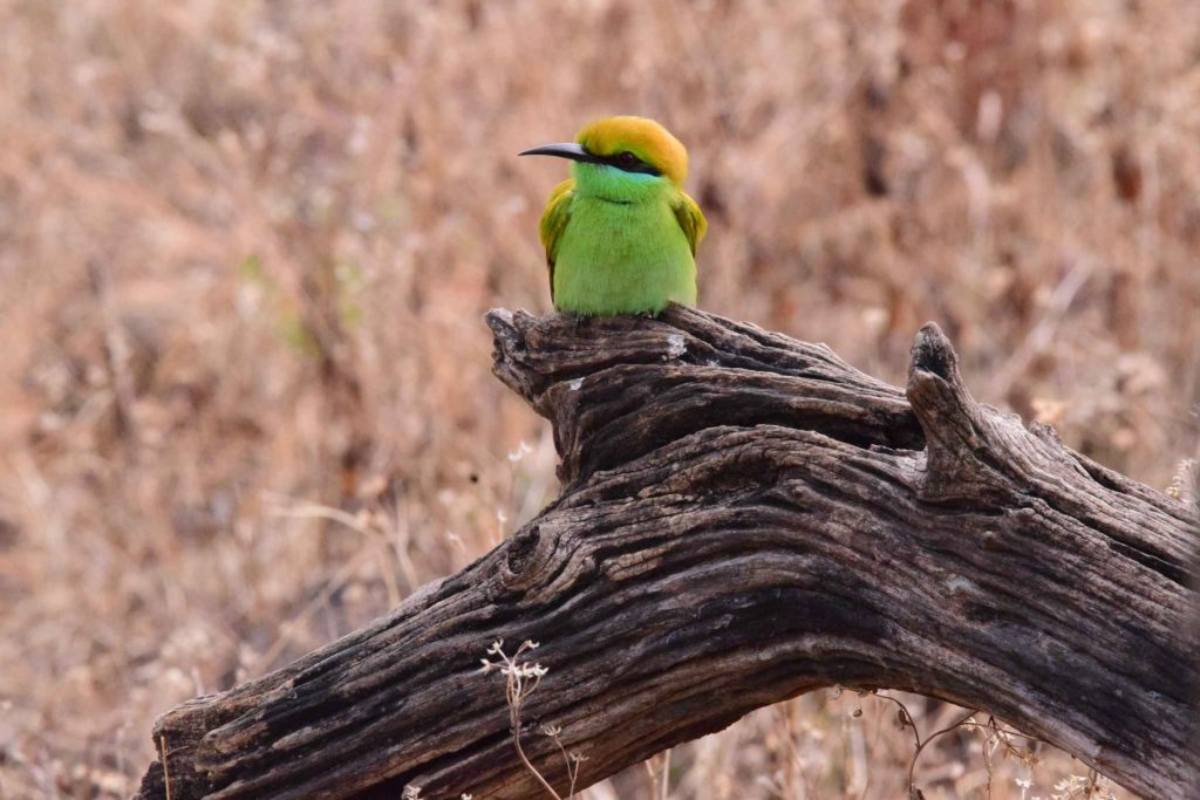 Kanha National Park, Madhya Pradesh