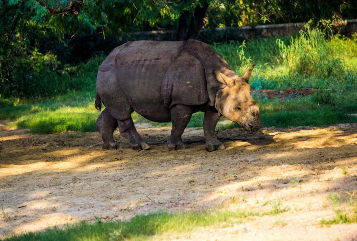 Kaziranga National Park, Assam