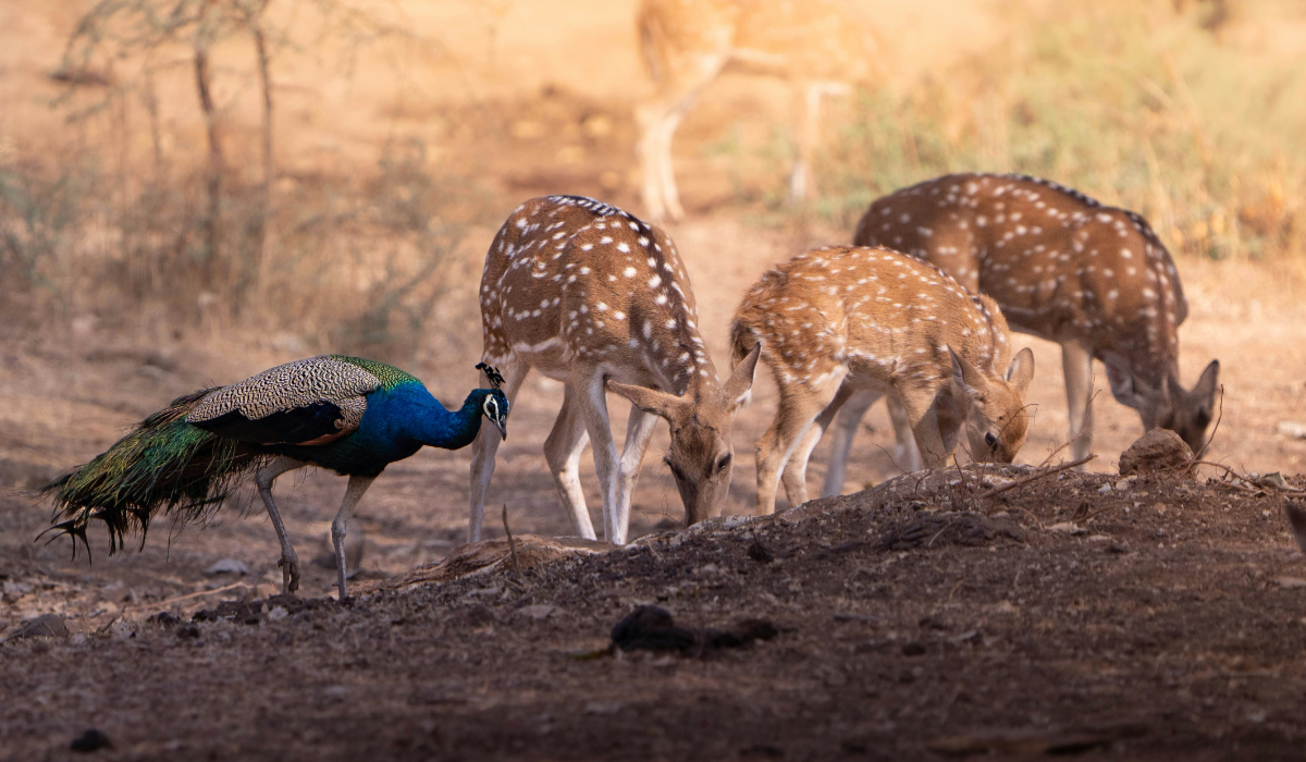 National Parks In South India To Visit