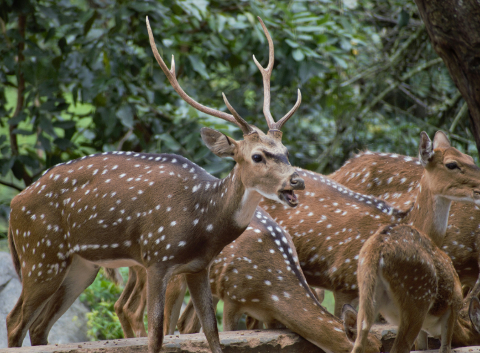 5 National Parks In South India To Visit For A Thrilling Experience 1 National Parks In South India To Visit