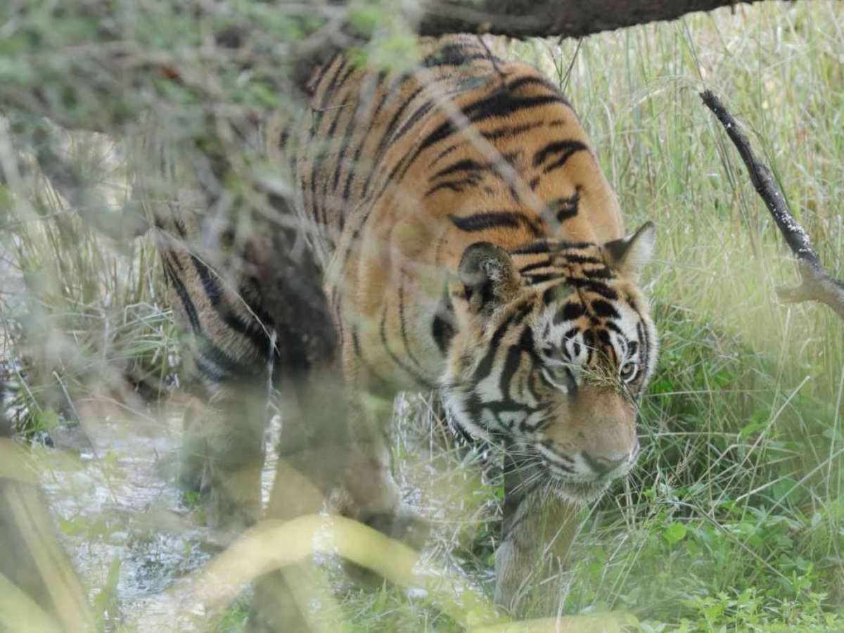 Ranthambore National Park, Rajasthan