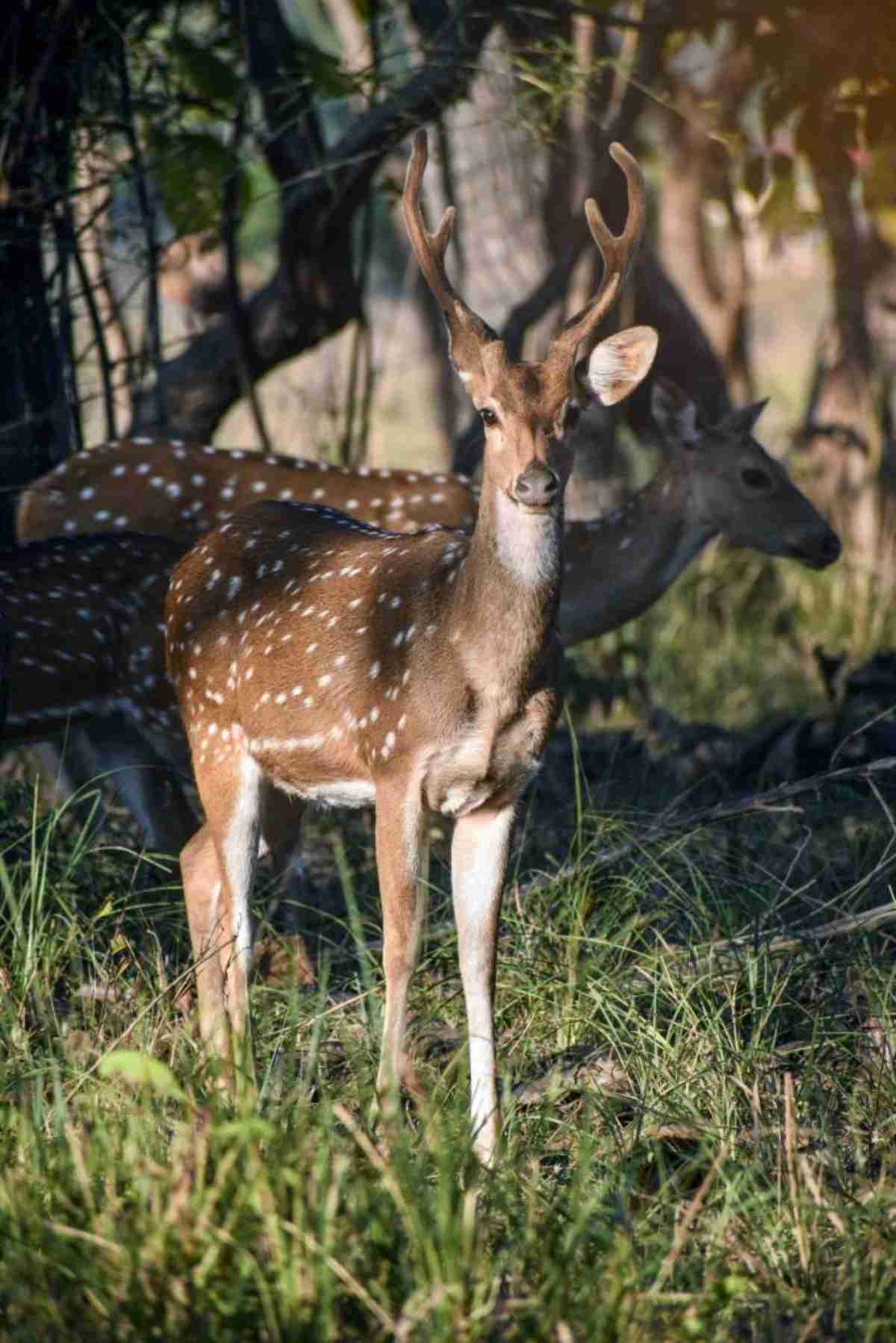 Tadoba Andhari Tiger Reserve, Maharashtra