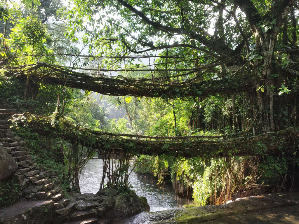 The double decker living root bridge in Cherrapunji