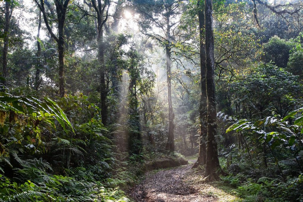forest