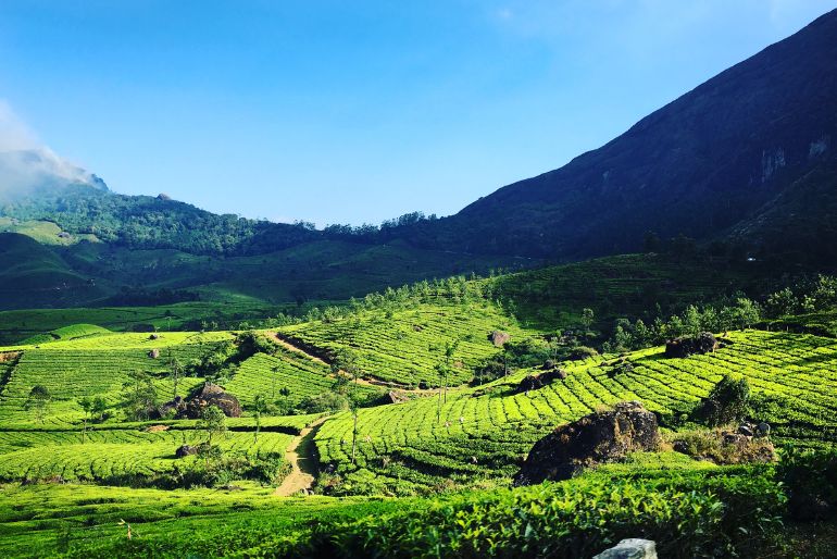 Munnar Monsoon Guide