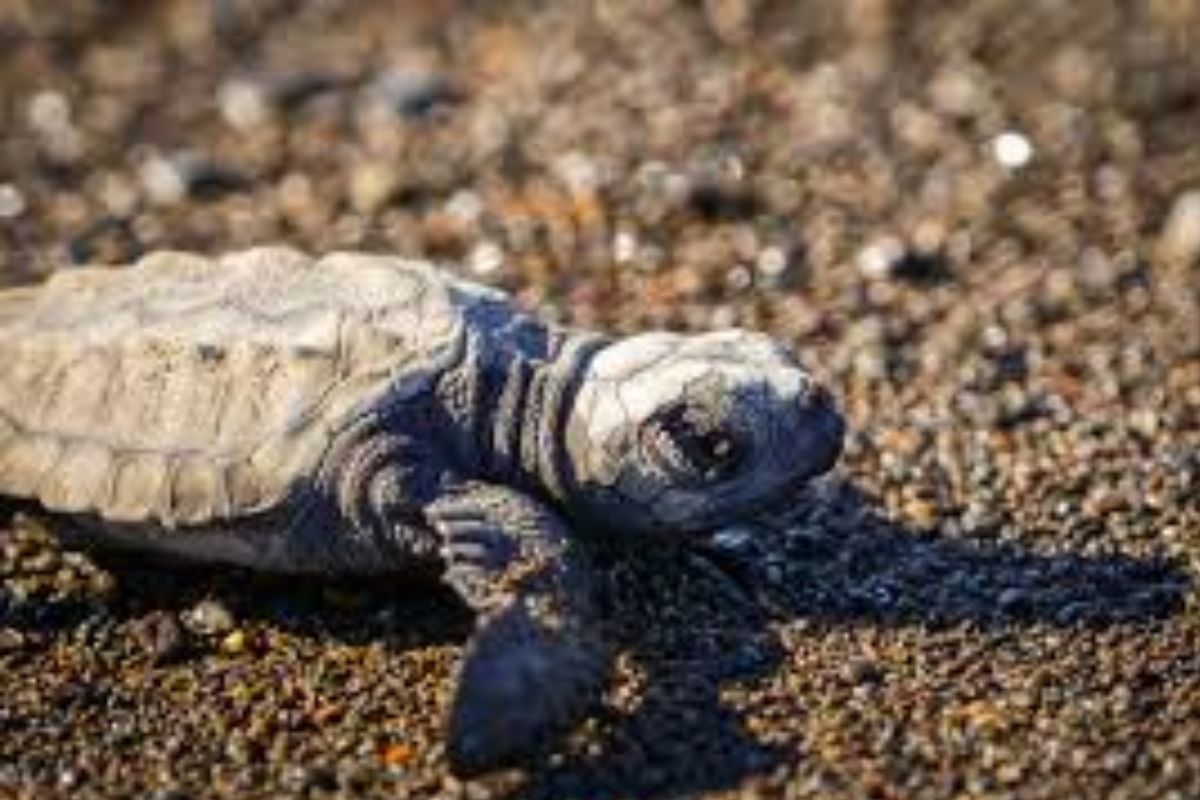 olive ridley turtle