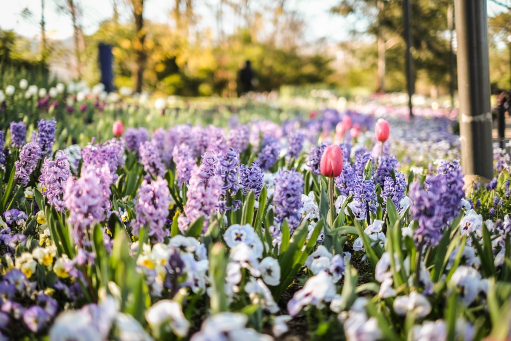 The Kashmir Tulip Festival will be held from April 1 to April 20