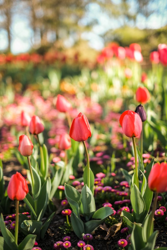 The Kashmir Tulip Festival is a highlight during spring