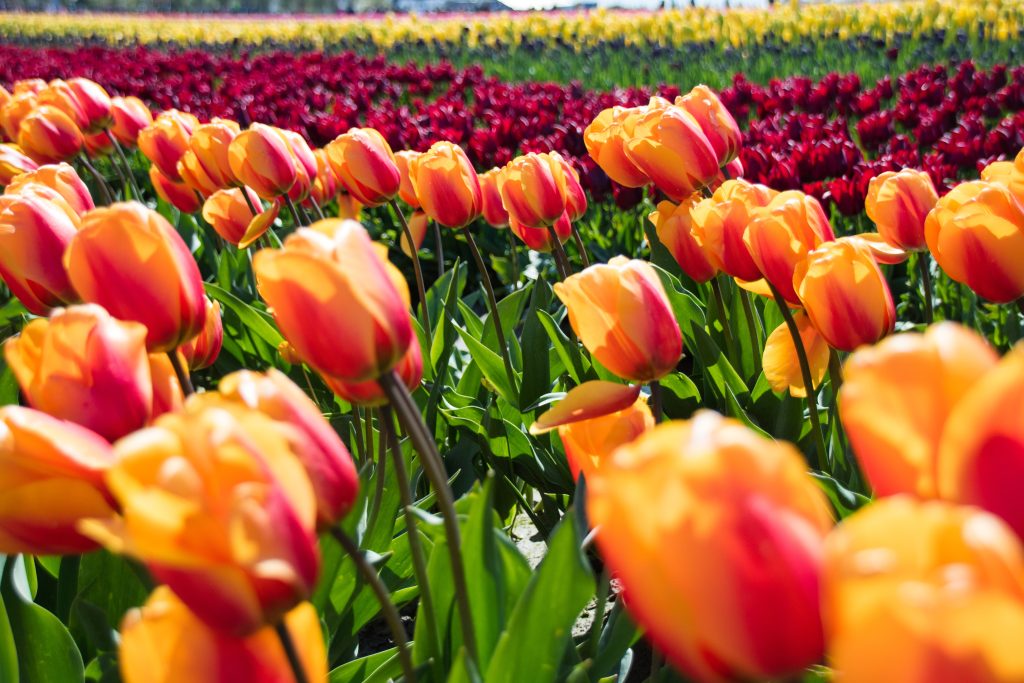 Kashmir Tulip Festival 2023 starts this April