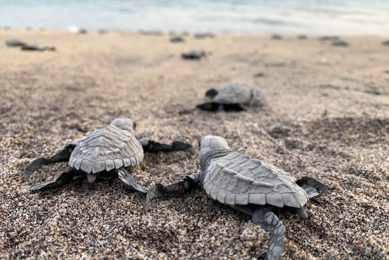 turtle (1)