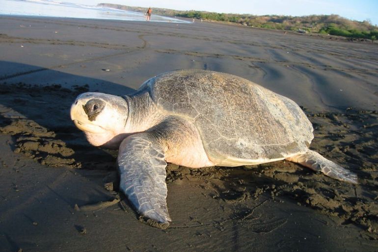 turtle