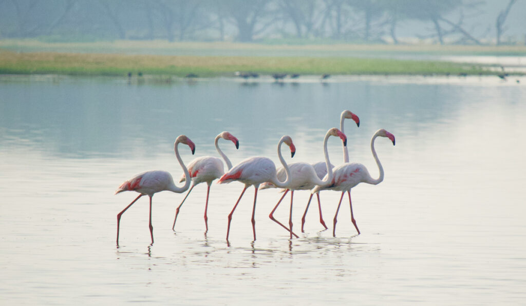 Thane Creek Flamingo Sanctuary Guide 3 Check Out This Hidden Spot For Flamingos In Mumbai!