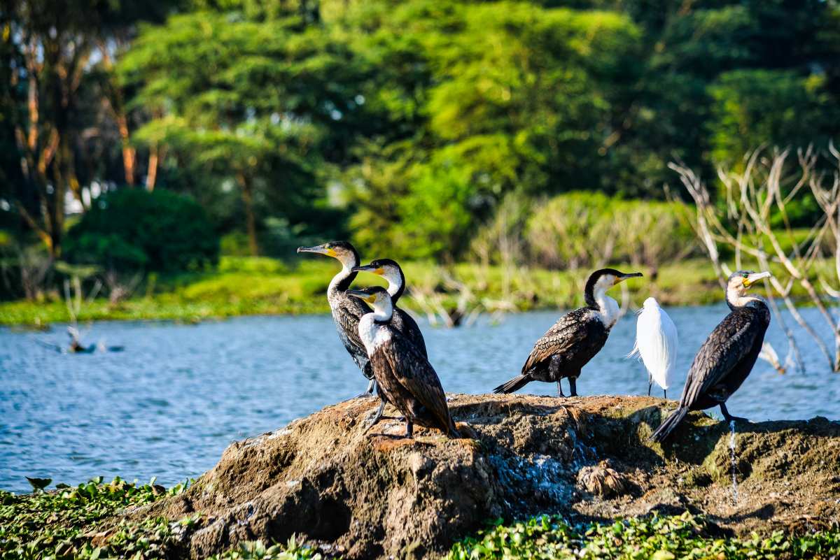 difference between national park and wildlife sanctuary