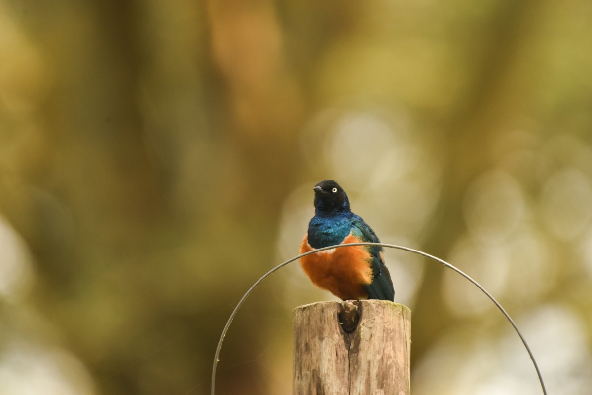 difference between national park and wildlife sanctuary