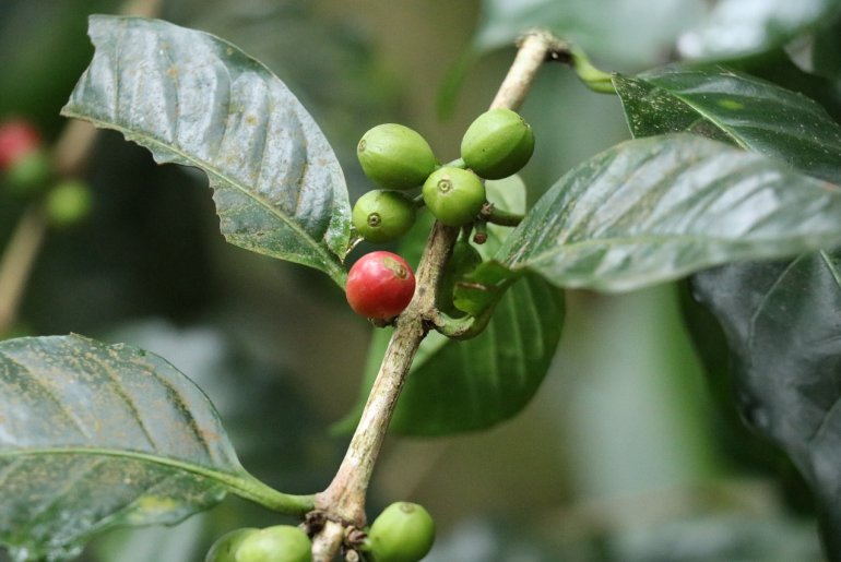 Coffee beans in Coorg, also one of the best places for stargazing in India