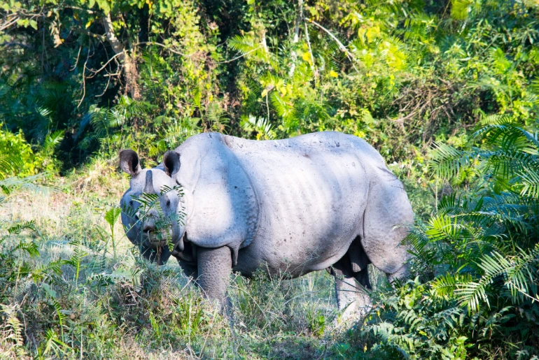 Difference Between National Park And Wildlife Sanctuary: Key Facts 2 difference between national park and wildlife sanctuary