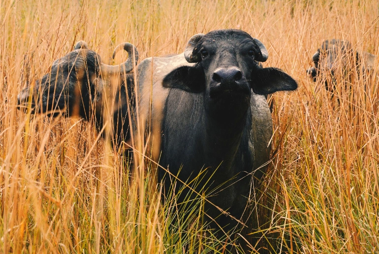 Difference Between National Park And Wildlife Sanctuary: Key Facts 1 difference between national park and wildlife sanctuary